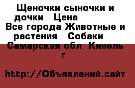 Щеночки-сыночки и дочки › Цена ­ 30 000 - Все города Животные и растения » Собаки   . Самарская обл.,Кинель г.